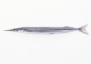 越谷の割烹 博多でふぐ料理を食べる