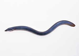 美容と健康のためにアーモンドを通販で