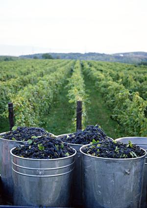 新橋で話題の牡蠣食べ放題と海鮮料理を満喫できる「かき小屋 新橋店」の魅力と店舗情報