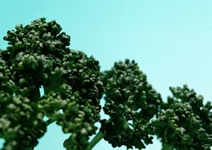 酒屋の通販サイトでウイスキーを購入するなら